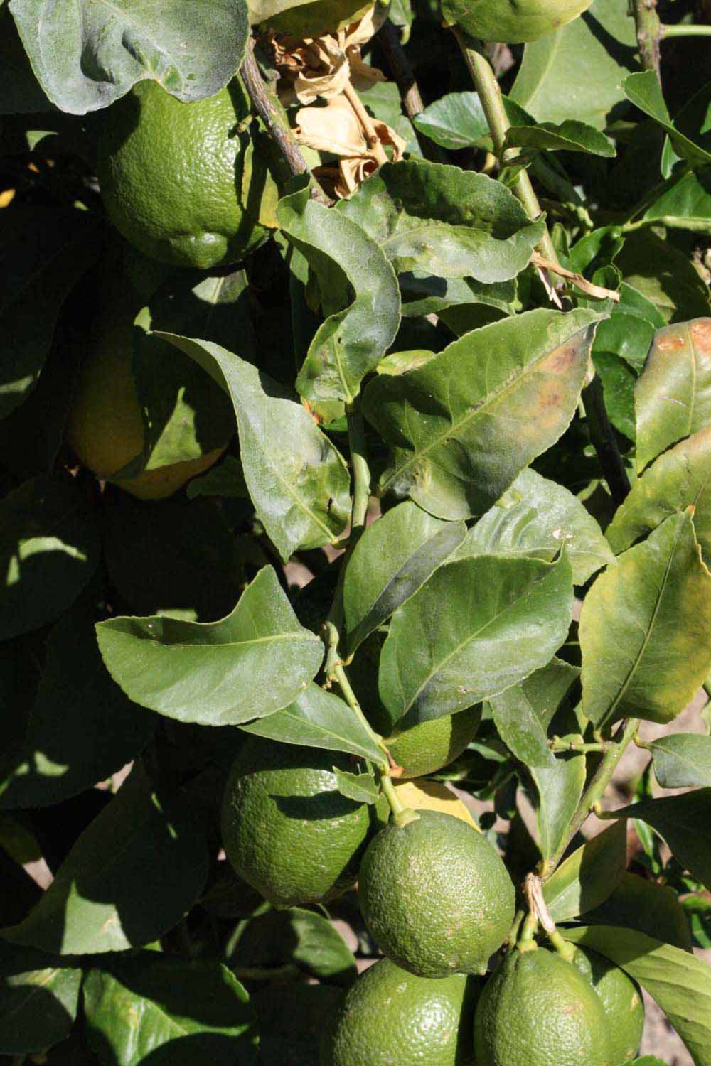              Sun leaves (Riverside, CA)       